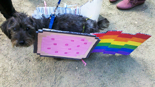 Illustration for article titled The Best Costumes From The Tompkins Square Dog Parade